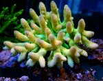 画像1: AUS Acropora (1)