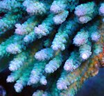 画像2: Acropora (2)