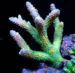 画像1: AUS Acropora (1)