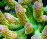 画像2: AUS Acropora (2)