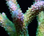 画像2: AUS Acropora (2)