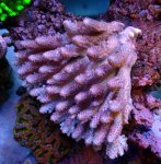 画像1: Acropora (1)