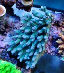 画像1: Acropora (1)