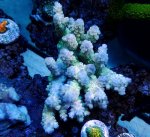 画像1: Acropora (1)