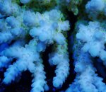 画像2: Acropora (2)