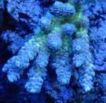 画像1: Acropora (1)