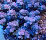 画像2: Acropora (2)