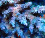 画像2: Acropora (2)