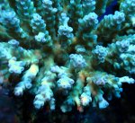 画像2: Acropora (2)