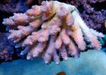 画像1: Acropora (1)