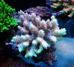 画像2: Acropora (2)