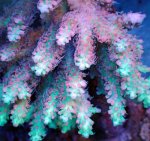 画像3: Acropora (3)