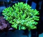 画像1: Acropora (1)