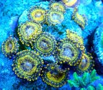 画像1: CE Zoa Gold Moul (1)