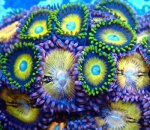 画像2: CE Zoa Egg Sunrise combo (2)