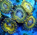 画像2: CE Zoa Gold Moul (2)