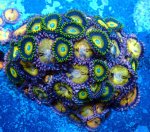 画像1: CE Zoa Egg Sunrise combo (1)