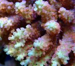 画像3: Acropora (3)