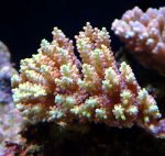 画像1: Acropora (1)