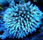 画像1: Acropora (1)