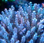 画像2: Acropora (2)