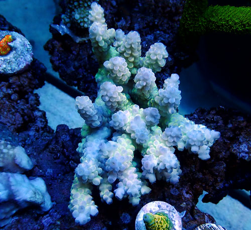 Acropora