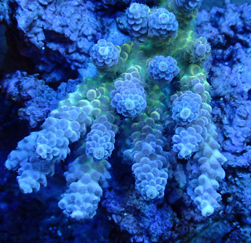 Acropora