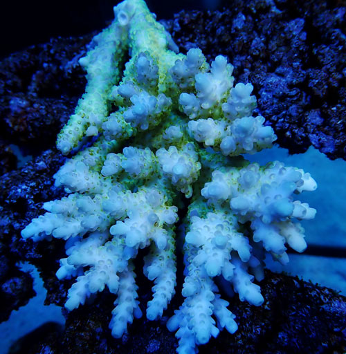 Acropora